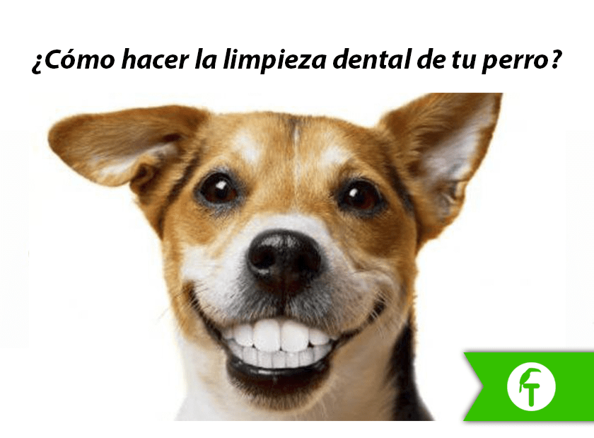 ¿Cómo hacer la limpieza dental de tu perro? 