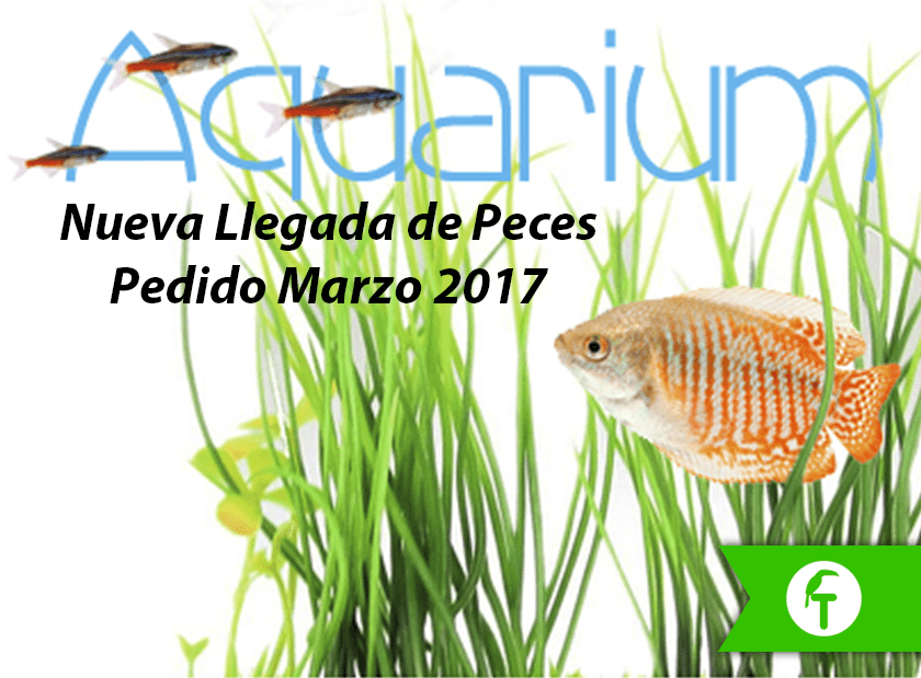 Nuevos peces de acuario