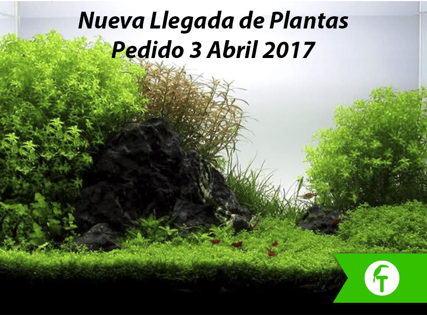 Nuevo Pedido: Plantas acuáticas 