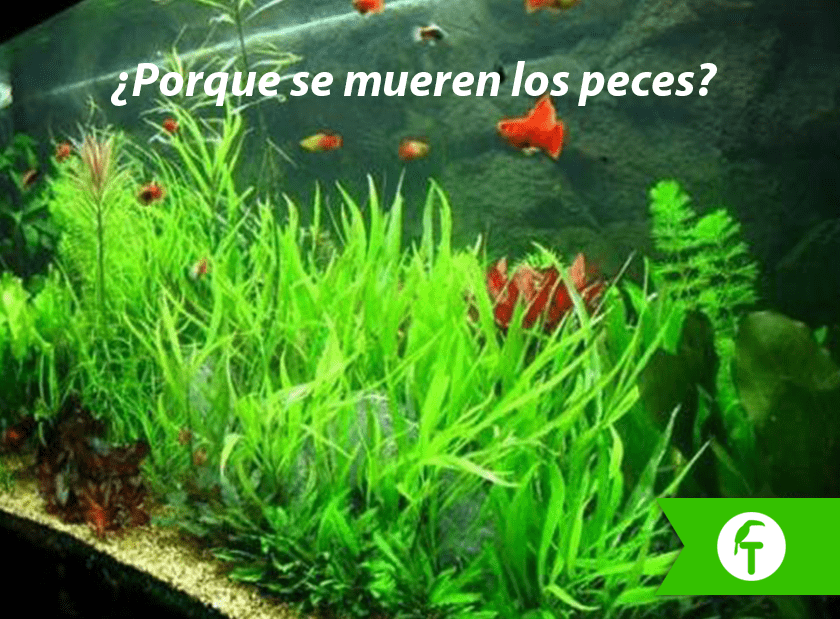 Porque se mueren los peces