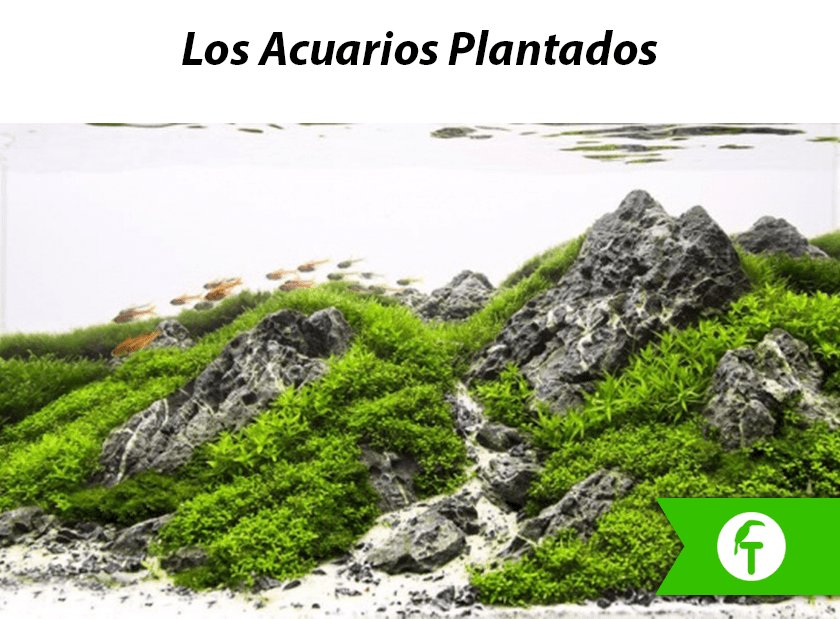 Los acuarios plantados 