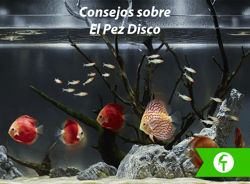 beneficioso profesor Evento Blog - El pez disco - Tropican Mascotas