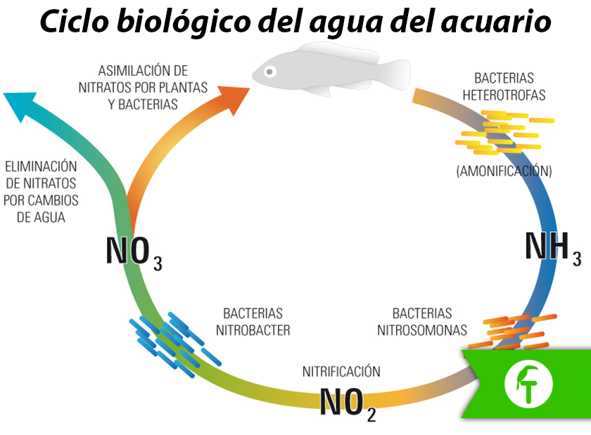 Bacterias acuario agua dulce y marino.