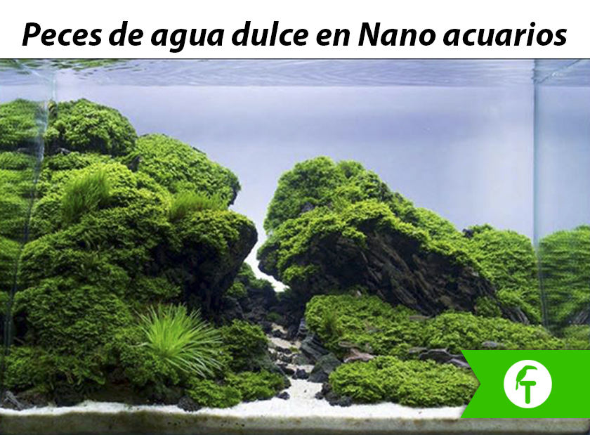 Peces de agua dulce para nanoacuarios