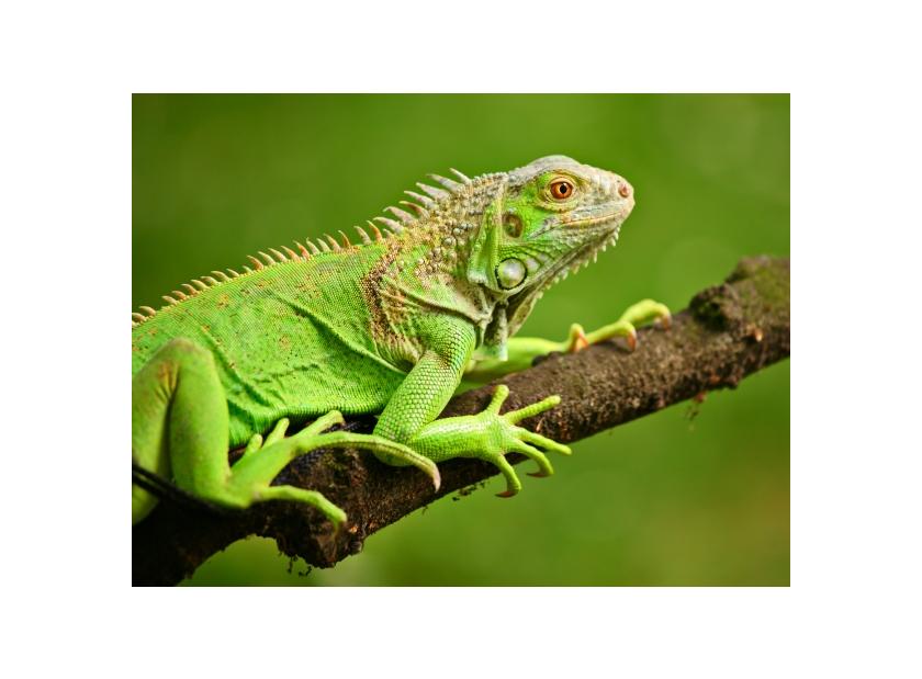 Tienda de reptiles Tropican Mascotas