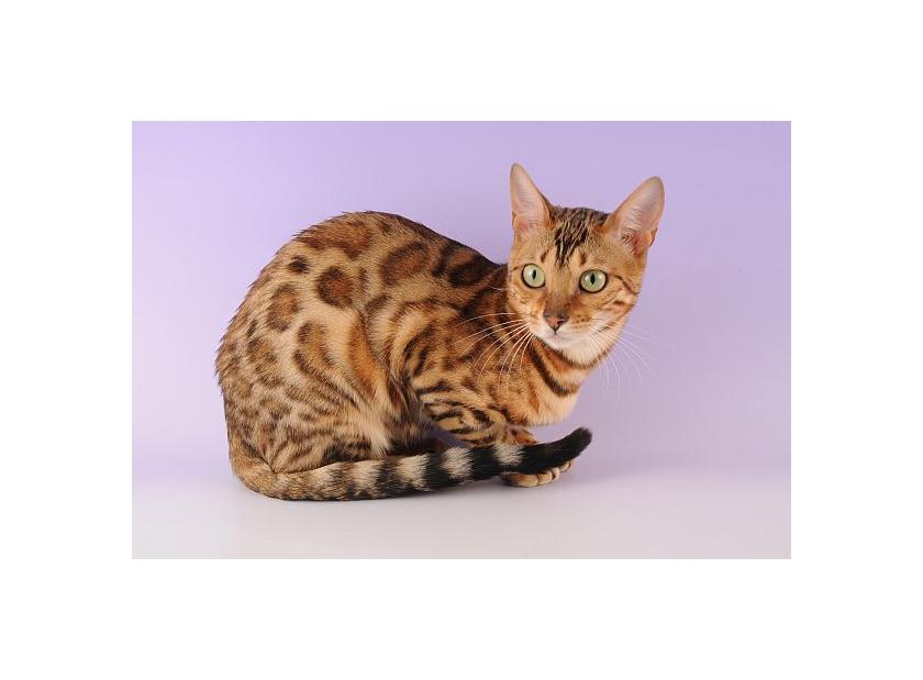 Gato Ocicat