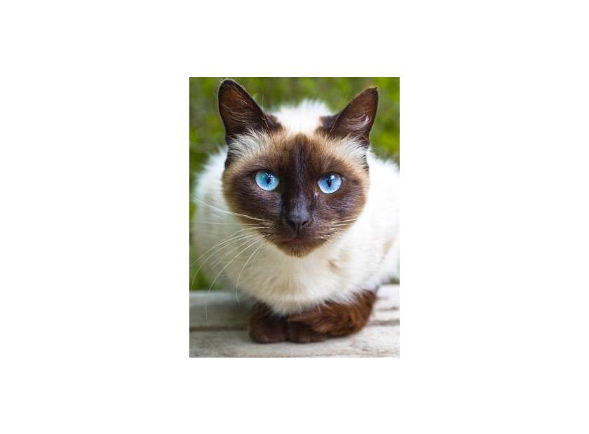 Características del gato siamés