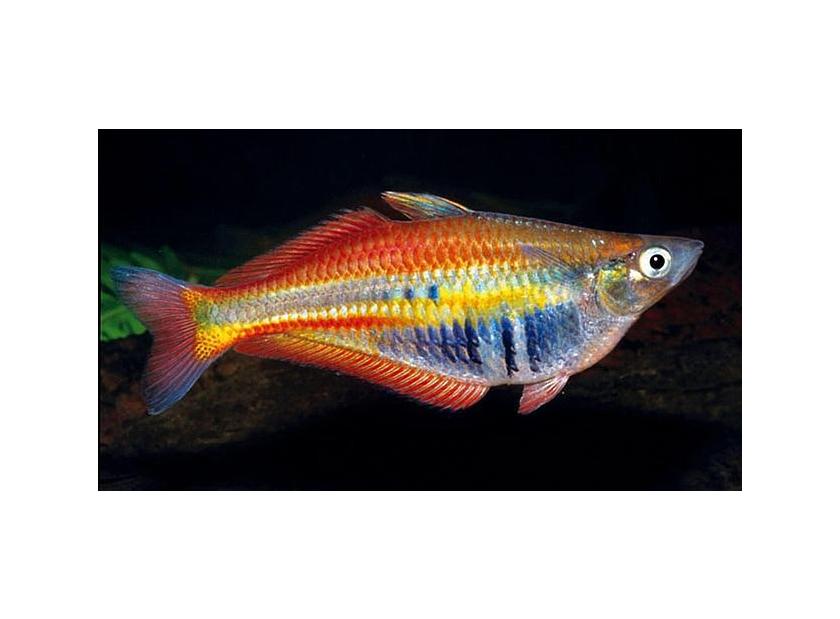 Pez Arco Iris peces para acuarios