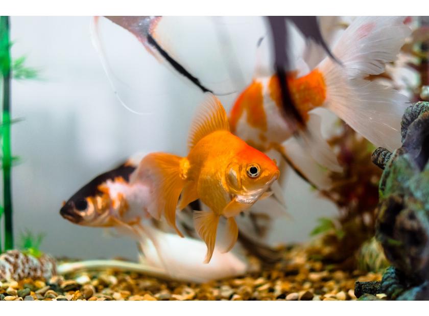 Guía practica para elegir, alimentar y cuidar a tus peces