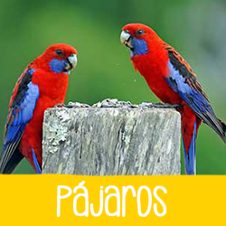 Pájaros