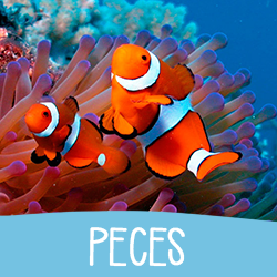 Peces