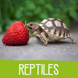 Reptiles