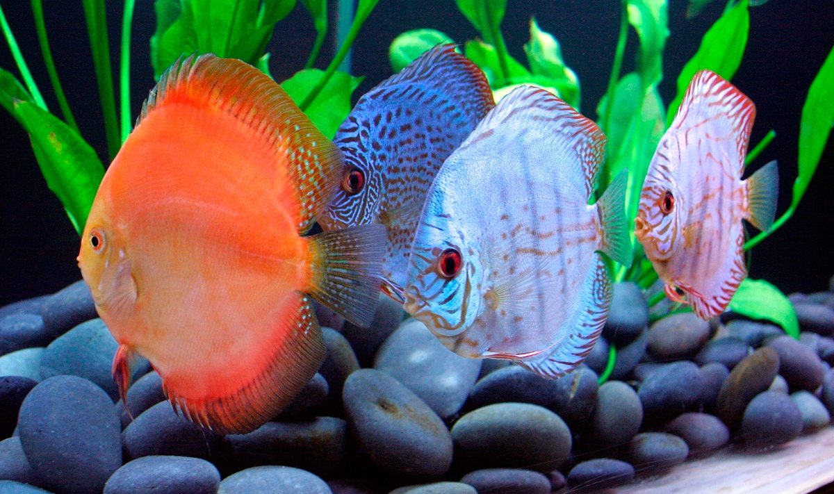Blog - El pez disco - Mascotas