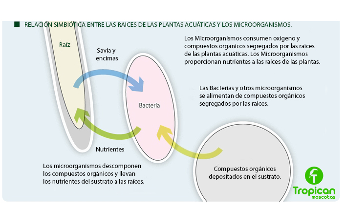 relacion nutrientes acuario plantado