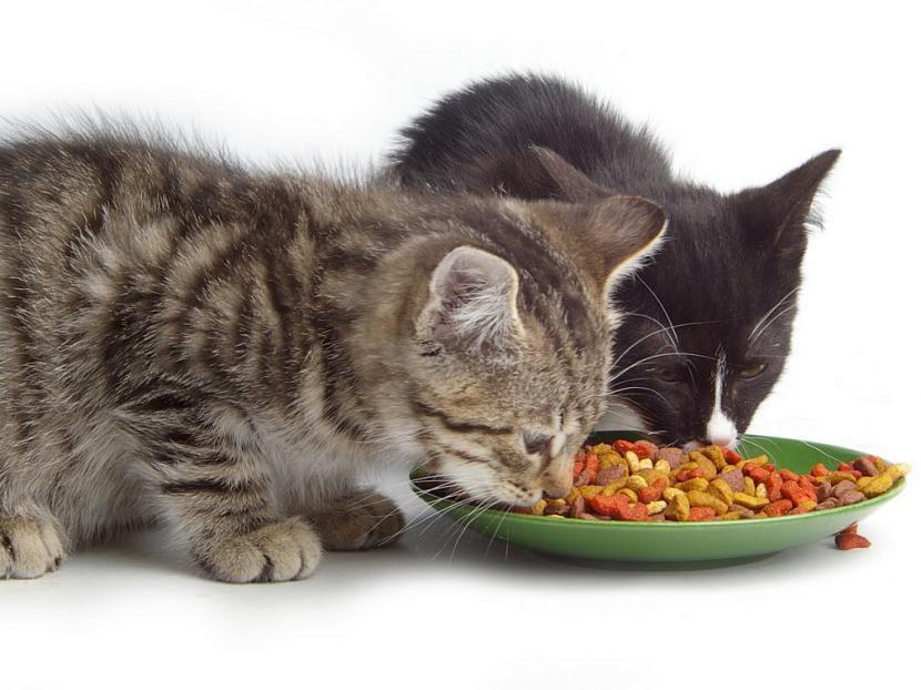 comida para gatos