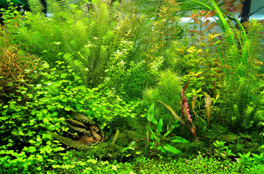 acuario plantado