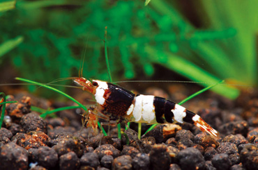 crystal black shrimp