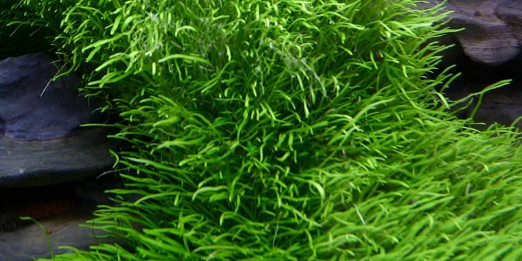 Utricularia graminifolia, planta tapizante acuario