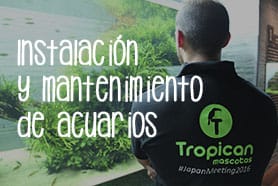 Instalación y mantenimiento de acuarios a domicilio Tropican Mascotas